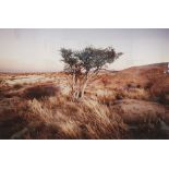 Large photographic print of a tree, titled 'Klein Tinkas' and signed in pencil indistinctly '