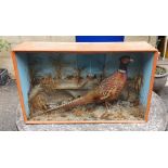 Taxidermy cock pheasant in glazed case with naturalistic setting, 47cm x 77cm