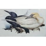 After Edward Lear Coloured print of Solan Gannet, 32 x 51cm