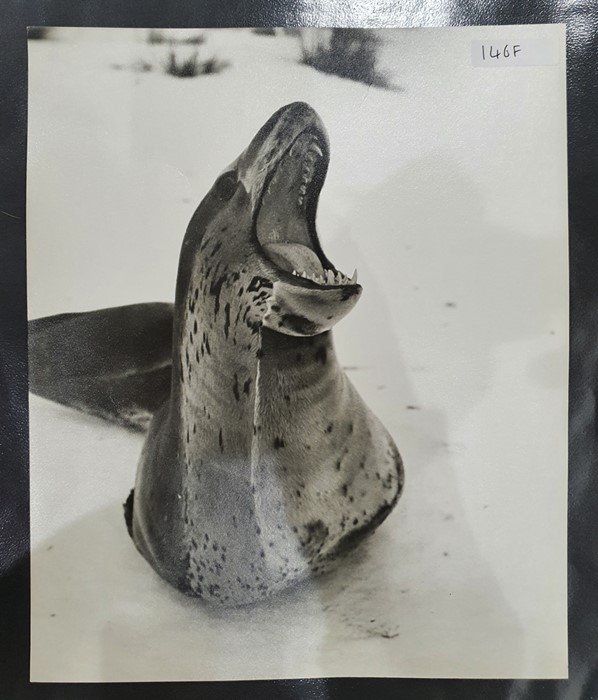 Collection of photographs of taken during the British Antarctic Survey 1972 -75 to include - Image 2 of 5