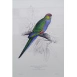 After Edward Lear Set of five coloured prints of parrots, framed to match, and Algernon Talmage