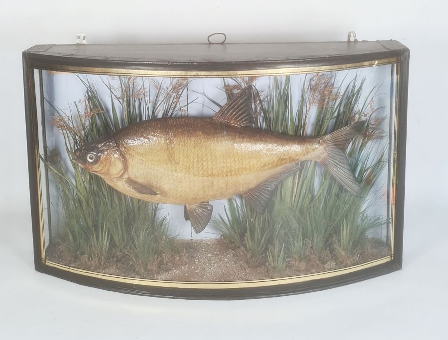 Victorian taxidermy bream by J Cooper of 28 Radnor Street, London, in curved glazed case with