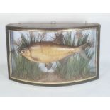 Victorian taxidermy bream by J Cooper of 28 Radnor Street, London, in curved glazed case with