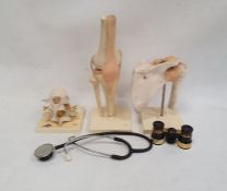 Three medical models depicting the vertebrae, the knee and the hip, a stethoscope and a pair of
