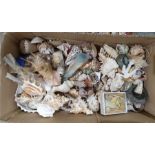 Large quantity of shells, coral, etc