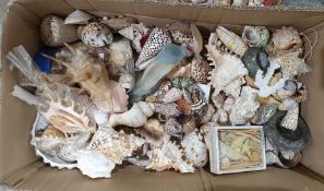 Large quantity of shells, coral, etc