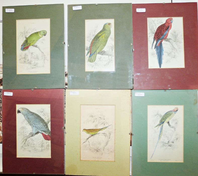 After Edward Lear (1812-1888) Engraving  Study of birds and assorted further prints, etc (1 box)