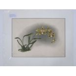 Two colour printed lithographs from Frederick Sander's Reichenbachia. "Orchids " lithographs by