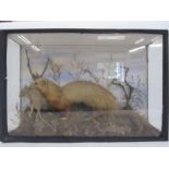 Cased taxidermy ferret with rodent in its mouth, the case 46cm wide x 31cm high