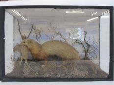 Cased taxidermy ferret with rodent in its mouth, the case 46cm wide x 31cm high