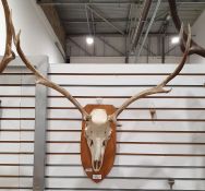 Deer antlers, eight points, mounted on oak shield