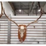 Deer antlers, eight points, mounted on oak shield