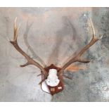 Deer antlers, 11 points, mounted on oak shield