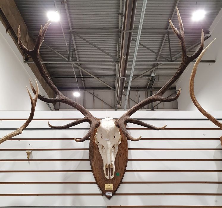 Deer antlers, 12 points, mounted on oak shield