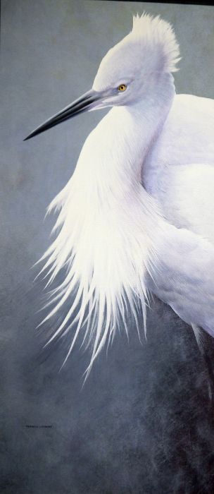 Terence Lambert (b.1951) Oil on canvas board Study of a little egret, signed lower left 74 x 34