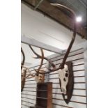 Deer antlers, six points, mounted on oak shield