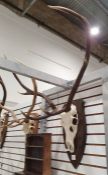 Deer antlers, six points, mounted on oak shield