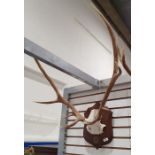 Deer antlers, eight points, mounted on oak shield