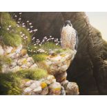 Terence Lambert (British b.1951) Acrylic on canvas Bird of prey on rocks with sea thrift, signed