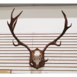 Deer antlers, 11 points, mounted on oak shield and a smaller pair of mounted on relief carved wooden