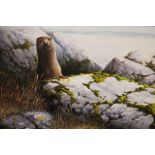 Terence Lambert (b1951) Acrylic on canvas Study of an otter peering from behind rock at the sea's