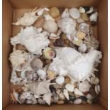 Quantity of assorted shells and hardstone pebbles