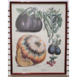 Three framed botanical prints of vegetables by Vilmorin Andrieux Cie., each 62cm x 48cm
