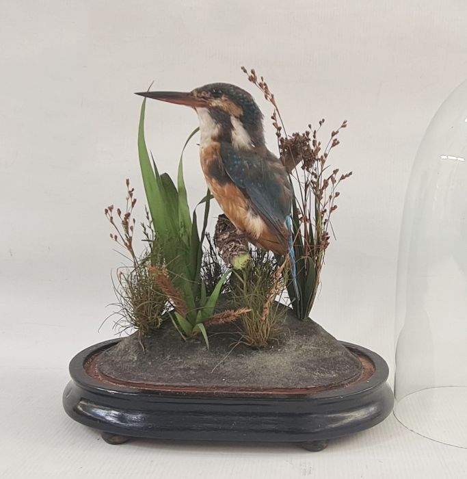 Taxidermy kingfisher in natural setting, under glass dome, 27cm high  Condition ReportAppears to - Image 2 of 2