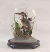 Taxidermy kingfisher in natural setting, under glass dome, 27cm high  Condition ReportAppears to