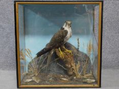An antique cased taxidermy, bird of prey in a naturalistic setting. H.63 W.61 D.30cm