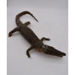 An antique taxidermy juvenile alligator. L.70cm