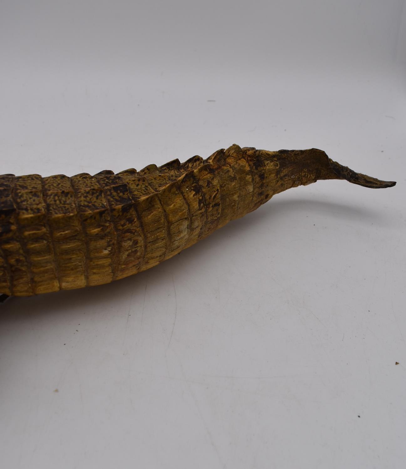 An antique taxidermy juvenile alligator. L.90cm - Image 5 of 5