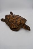 An antique taxidermy Hawksbill turtle, with glass marbles for eyes. L.60x30cm