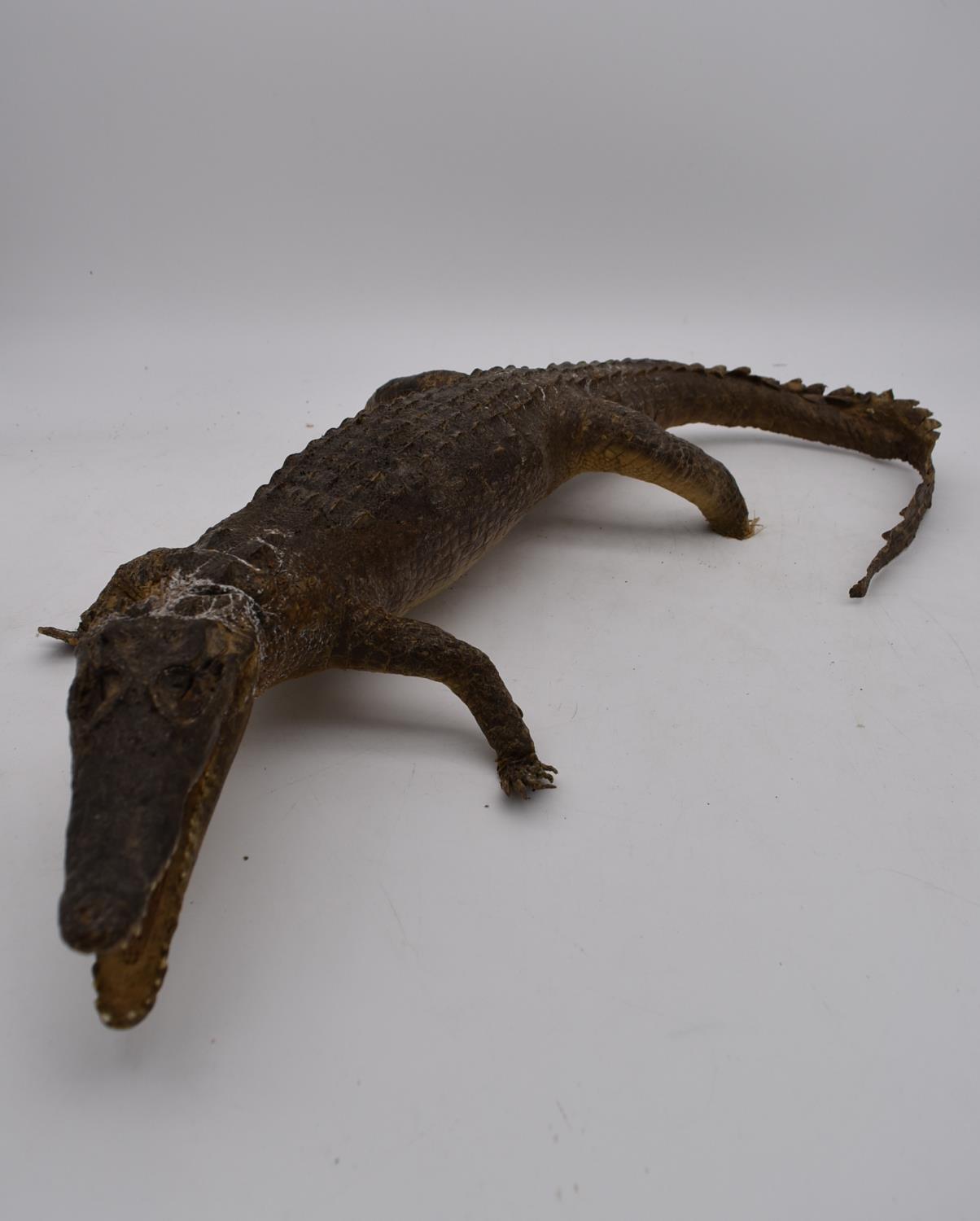 An antique taxidermy juvenile alligator. L.70cm - Image 2 of 3