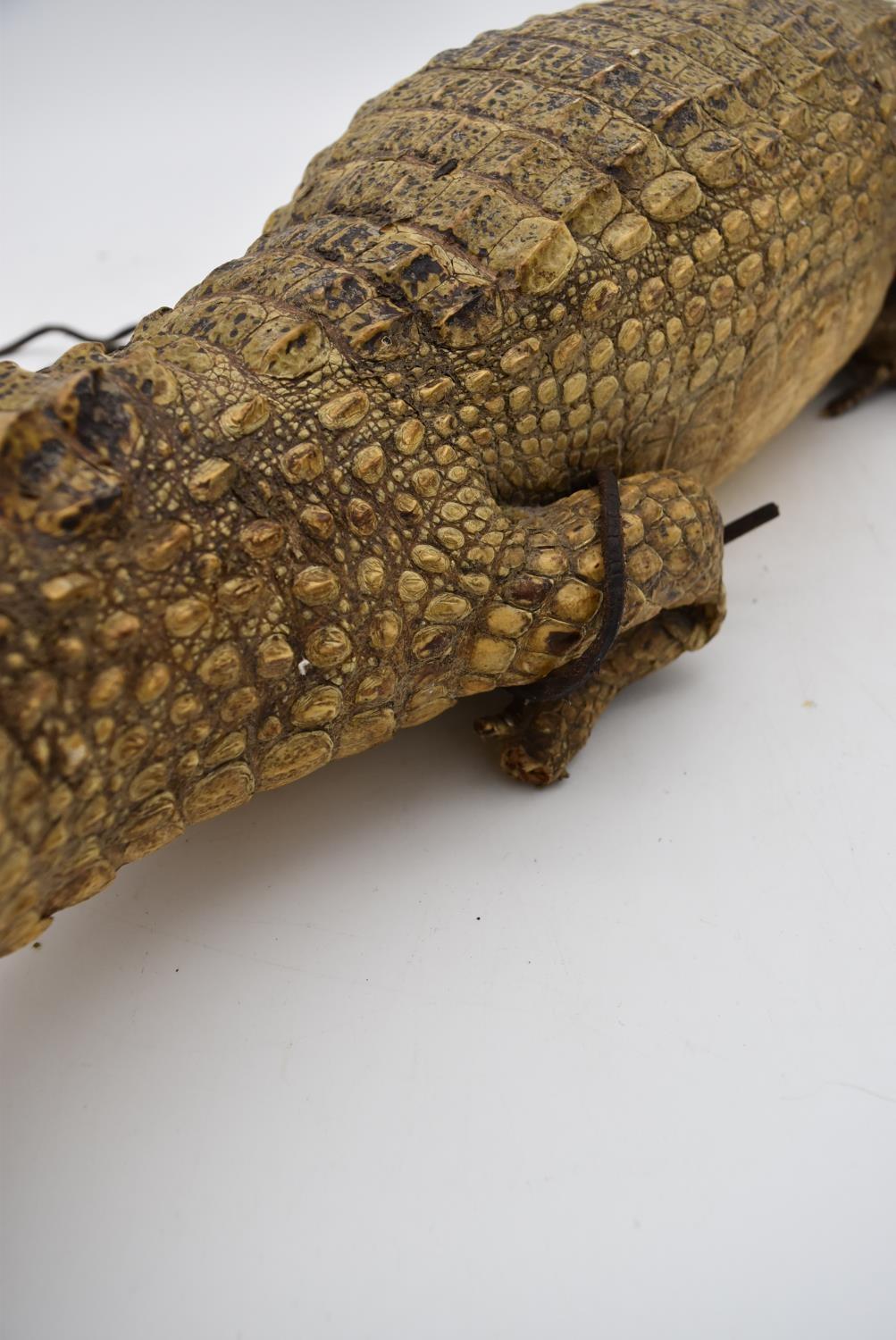 An antique taxidermy juvenile alligator. L.90cm - Image 4 of 5