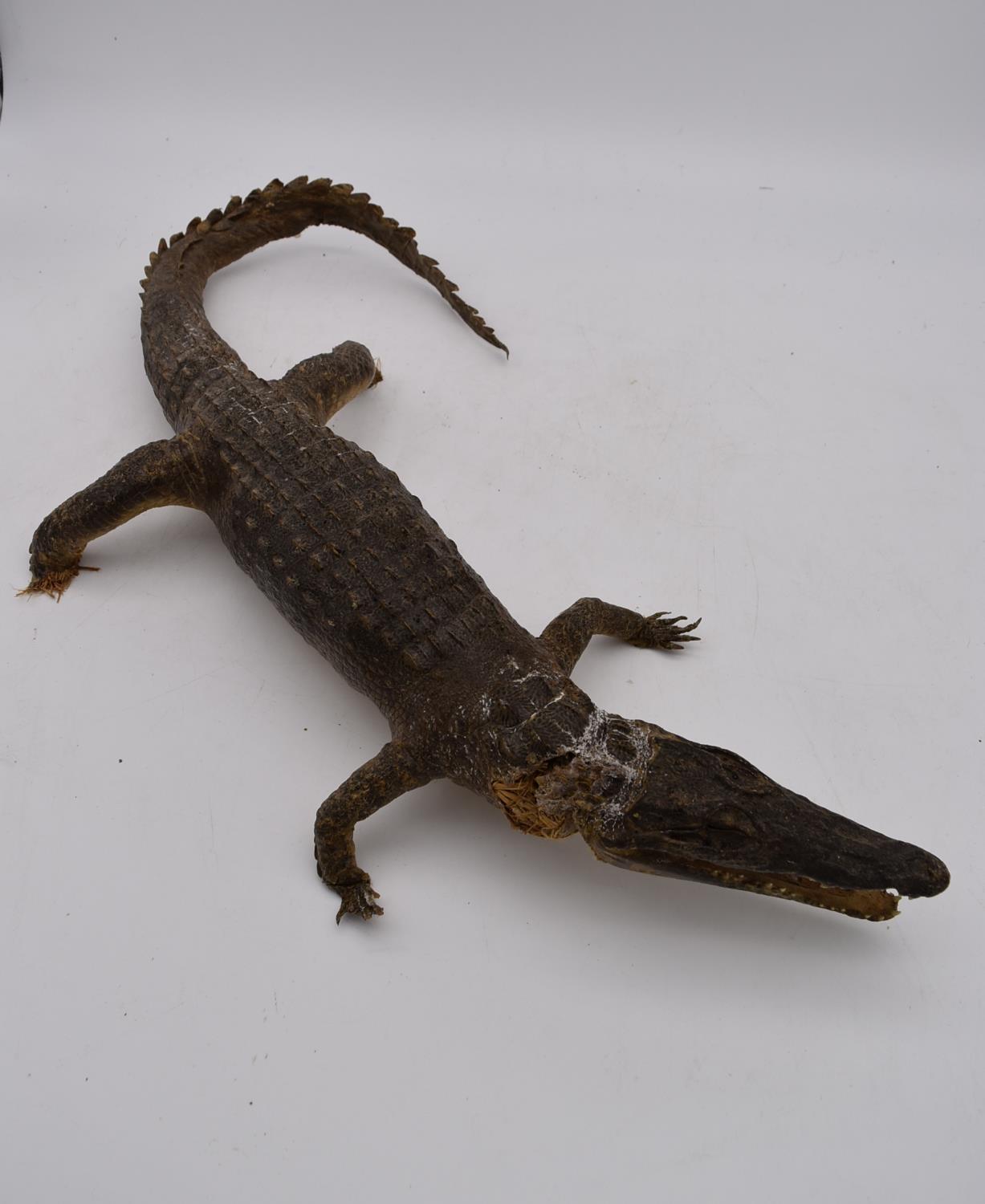 An antique taxidermy juvenile alligator. L.70cm
