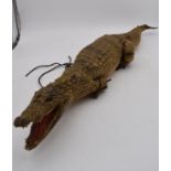 An antique taxidermy juvenile alligator. L.90cm