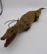 An antique taxidermy juvenile alligator. L.90cm