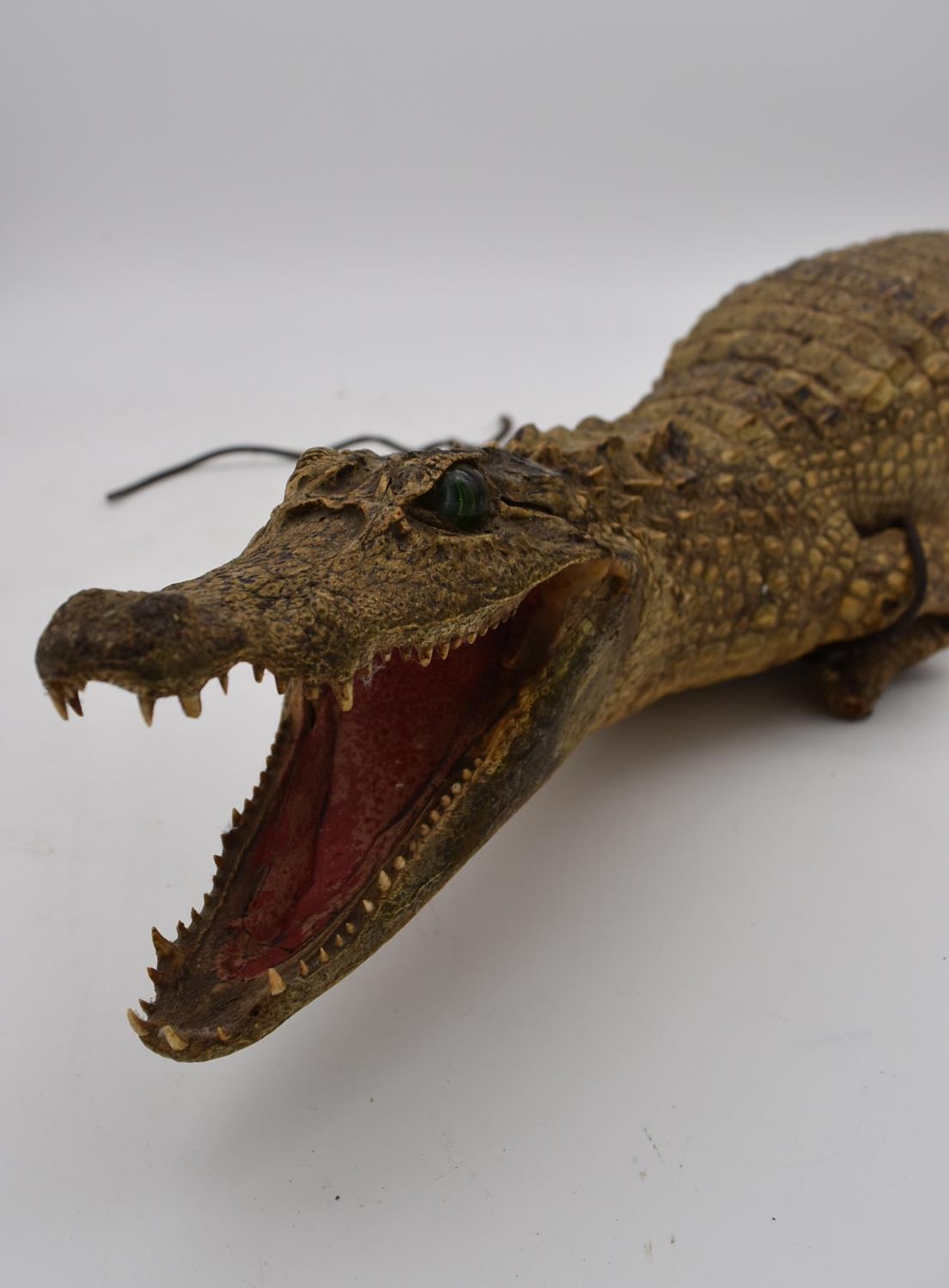 An antique taxidermy juvenile alligator. L.90cm - Image 3 of 5