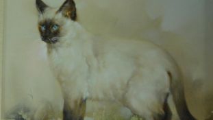 A gilt framed oil on canvas of a Siamese cat, indistinctly signed. 58x68cm