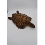 An antique taxidermy Hawksbill turtle, with glass marbles for eyes. L.60x30cm