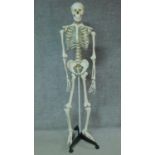 A moulded human skeleton on mobile stand. H.170cm