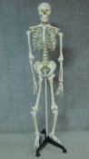 A moulded human skeleton on mobile stand. H.170cm