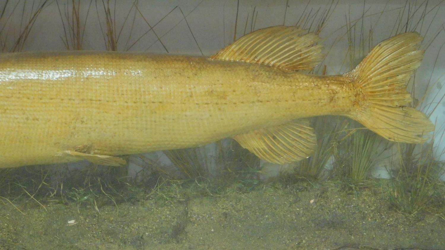 A cased taxidermy of a pike with incription: Caught March 6th, 1904. H. Smith. Taxidermy/J. Wald - Image 3 of 4