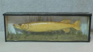 A cased taxidermy of a pike with incription: Caught March 6th, 1904. H. Smith. Taxidermy/J. Wald