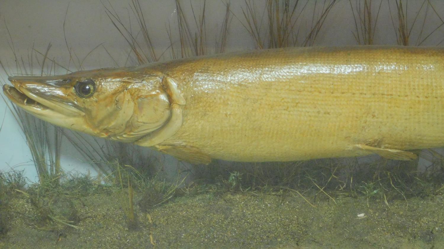 A cased taxidermy of a pike with incription: Caught March 6th, 1904. H. Smith. Taxidermy/J. Wald - Image 2 of 4