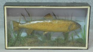 A cased taxidermy of a brown trout. H.36 W.56 D.15cm