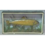 A cased taxidermy of a brown trout. H.36 W.56 D.15cm