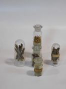 A collection of five 19th century glass dry specimen jars. Including Cinchona Bark that was used