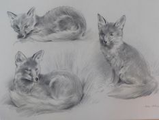 A framed and glazed pencil drawing, various fox studies, by John Edwards (British, born in 1940).